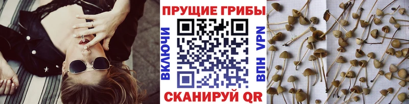 Галлюциногенные грибы MAGIC MUSHROOMS  Электрогорск 